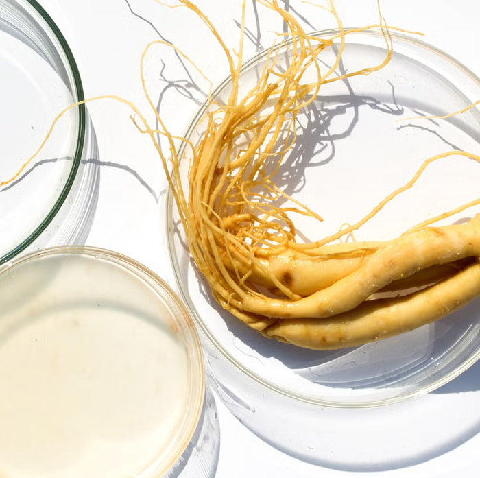 Korean Ginseng Extract
